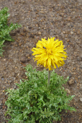 Hypochaeris tenuifolia