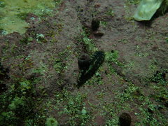 Lepidonotus melanogrammus