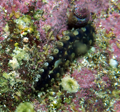 Lepidonotus melanogrammus