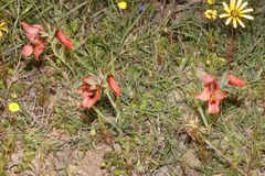 Gladiolus meliusculus