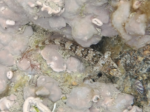 Coryphoblennius galerita