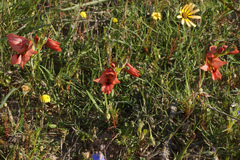Gladiolus meliusculus