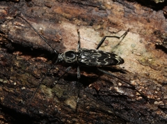 Sarosesthes fulminans