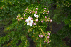 Escallonia virgata