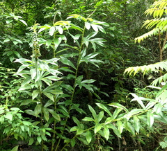 Dimerocostus argenteus