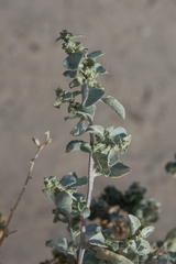 Atriplex nummularia