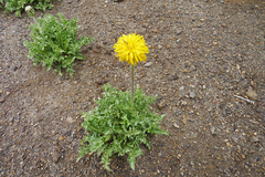 Hypochaeris tenuifolia