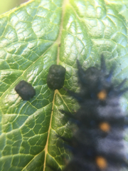 Euphydryas chalcedona