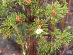 Phyllota pleurandroides