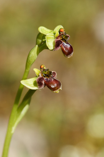 Ophrys bombyliflora, photograph 6