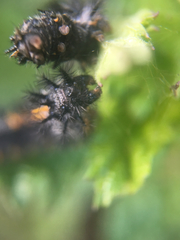 Euphydryas chalcedona