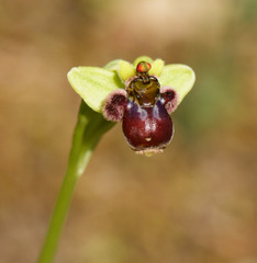 (c) Mark Breaks, some rights reserved (CC BY) Ophrys bombyliflora, photograph (c) Mark Breaks, some rights reserved (CC BY)