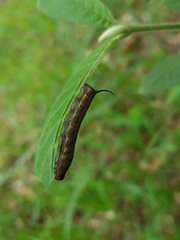 Macroglossum nubilum