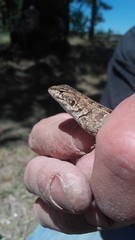 Liolaemus wiegmannii