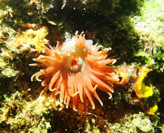 Phlyctenanthus australis