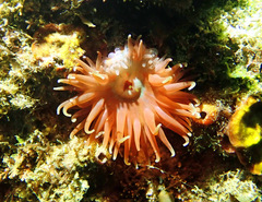 Phlyctenanthus australis