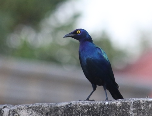 iNaturalist image