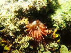 Phlyctenanthus australis