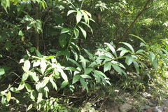 Dimerocostus argenteus