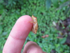 Pristimantis caryophyllaceus