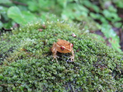 Pristimantis caryophyllaceus