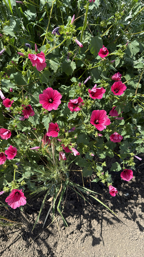Royal Mallow