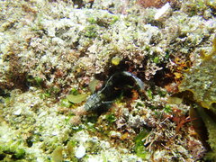 Bathygobius krefftii