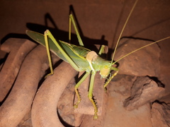 Terpandrus