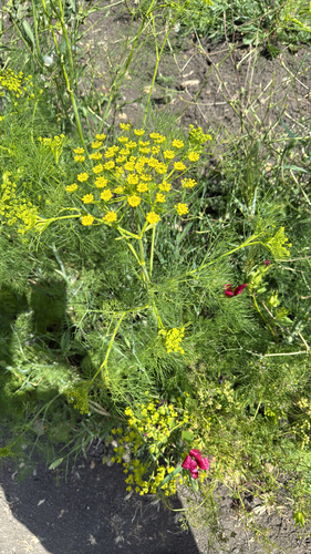 False Fennel