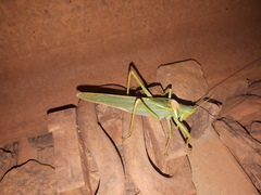 Terpandrus