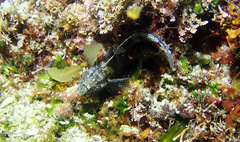 Bathygobius krefftii