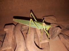 Terpandrus