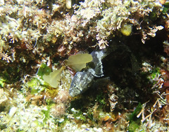 Bathygobius krefftii