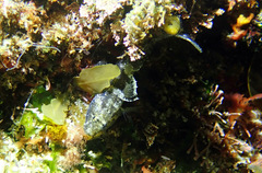 Bathygobius krefftii