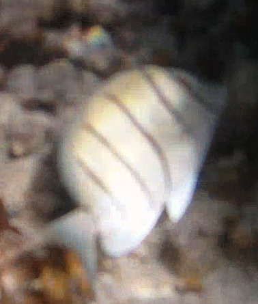Acanthurus triostegus