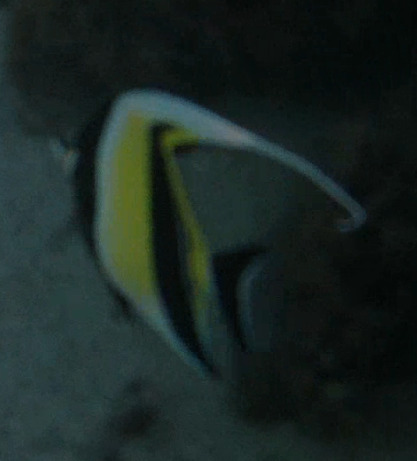 Zanclus cornutus