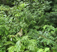 Dimerocostus argenteus