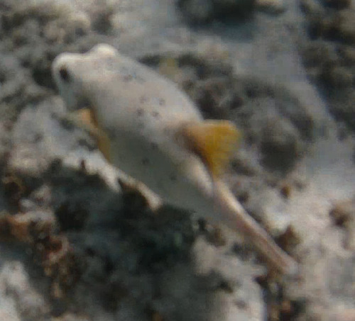 Arothron nigropunctatus