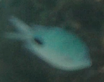 Abudefduf sparoides