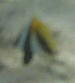 Heniochus monoceros