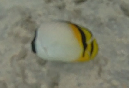 Chaetodon vagabundus