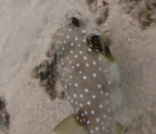 Arothron hispidus