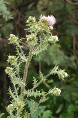 Cirsium sieversii