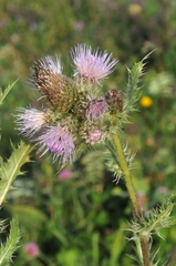 Cirsium sieversii