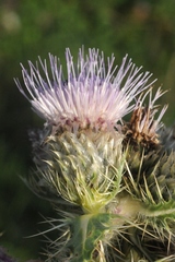 Cirsium sieversii
