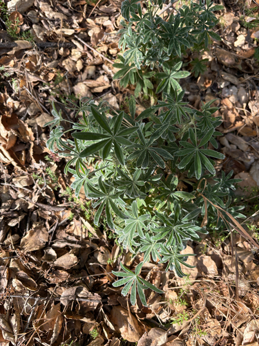 iNaturalist observation photo of lupines