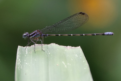 Argia pulla