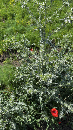 spotted golden thistle
