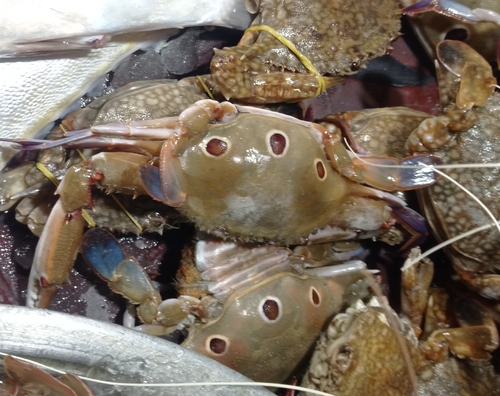 Three-spotted Swimmer Crab