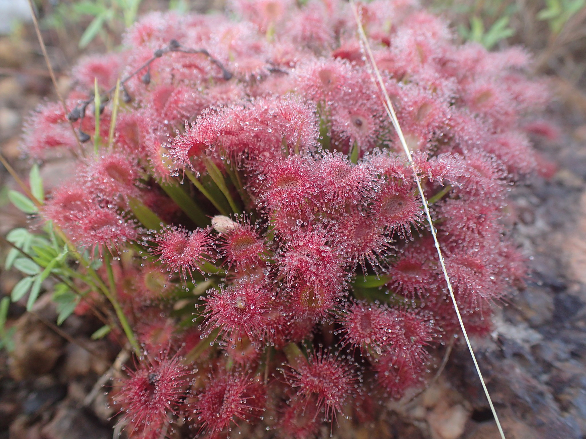 Drosera dilatatopetiolaris Kondô 2
